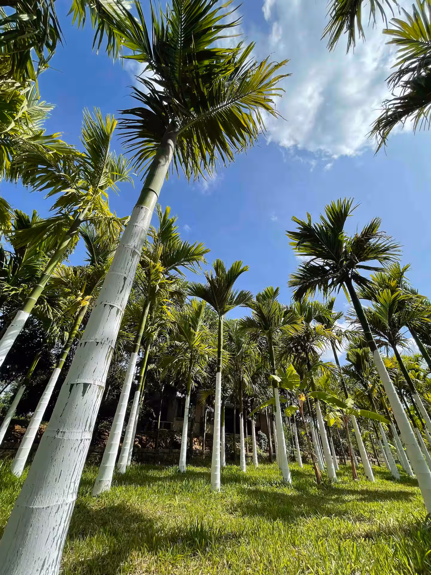 Birdsong from Sunrise